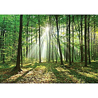 Fototapete Wald-Sonne (B x H: 312 x 219 cm, Vlies)