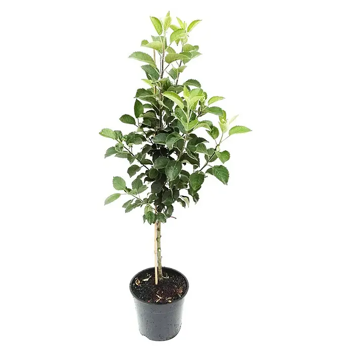 Apfelbaum Finn - Malus domestica Finn, Erntezeit: August - Junger Apfelbaum in einem Topf. Perfekt für kleine Gärten oder Balkone, bietet dieser Baum bald leckere Früchte.