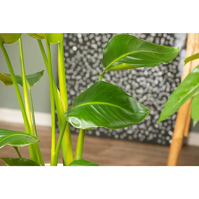 Piardino Baumstrelitzie - Strelitzia nicolai, Topfgröße: 27 cm - Nahaufnahme einer Strelitzie mit kräftigen grünen Blättern und gelben Stielen vor einem verschwommenen Hintergrund.