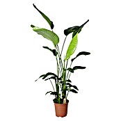 Piardino Baumstrelitzie (Strelitzia nicolai, Topfgröße: 27 cm) | BAUHAUS