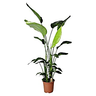 Piardino Baumstrelitzie (Strelitzia nicolai, Topfgröße: 27 cm)