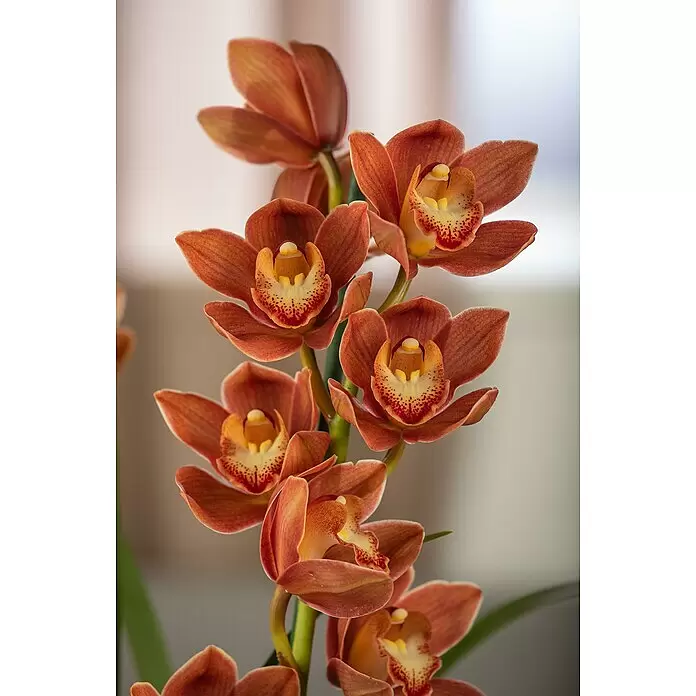 Piardino Kahnorchidee - Cymbidium in Sorten, Topfgröße: 14 cm - Detailaufnahme