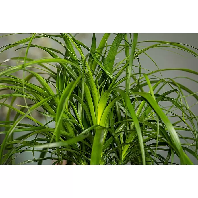 Piardino Elefantenfuß - Beaucarnea recurvata, Topfgröße: 21 cm - Üppige grüne Pflanze mit langen, fließenden Blättern.