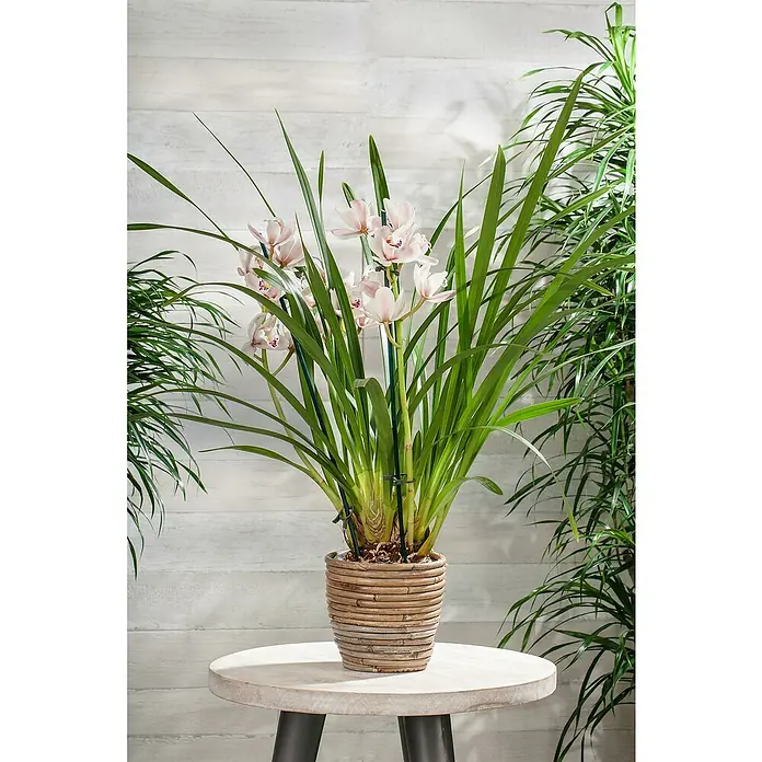 Piardino Kahnorchidee - Cymbidium in Sorten, Topfgröße: 14 cm - Eine Zimmerpflanze mit zarten rosa Blüten und langen, grünen Blättern steht in einem geflochtenen Topf auf einem runden Tisch.