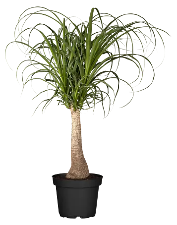 Piardino Elefantenfu - Beaucarnea recurvata, Topfgre: 21 cm online  kaufen bei BAUHAUS