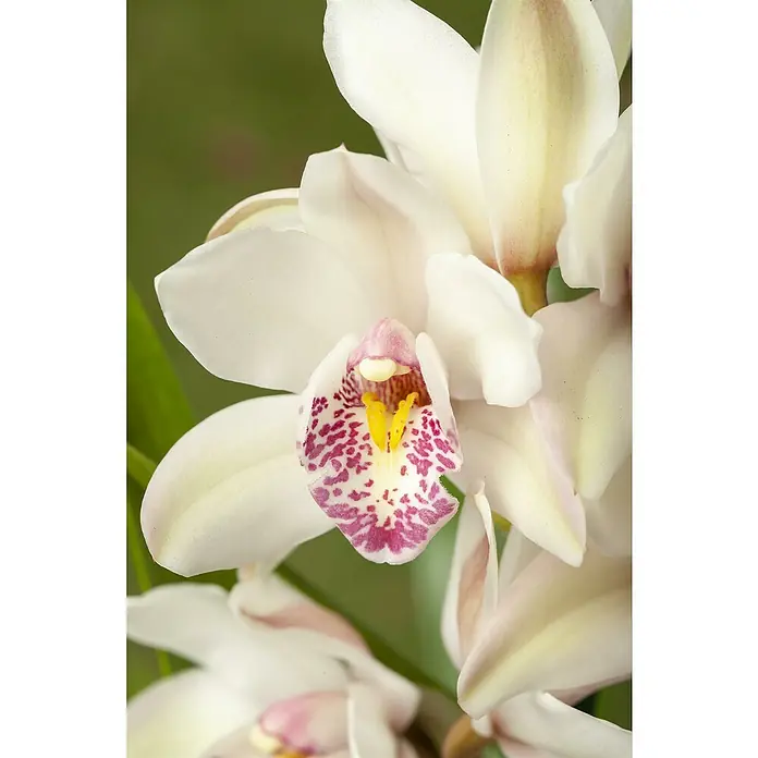 Piardino KahnorchideeCymbidium in Sorten, Topfgröße: 14 cm - Nahaufnahme einer exotischen weißen Orchidee mit purpurfarbenen Akzenten und gelben Details, die ihre filigrane Schönheit hervorhebt.