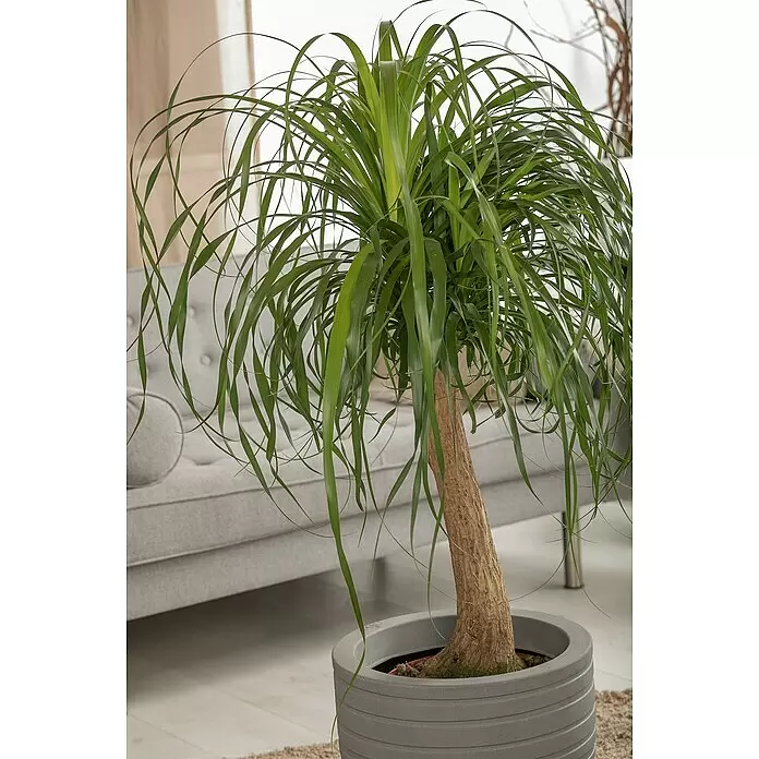 Piardino Elefantenfuß - Beaucarnea recurvata, Topfgröße: 21 cm - Eine große Elefantenfuß-Pflanze mit dickem Stamm und langen grünen Blättern steht in einem gerippten grauen Topf im Wohnzimmer.