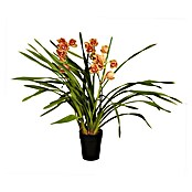 Cymbidium hybride 14i.F. gem.