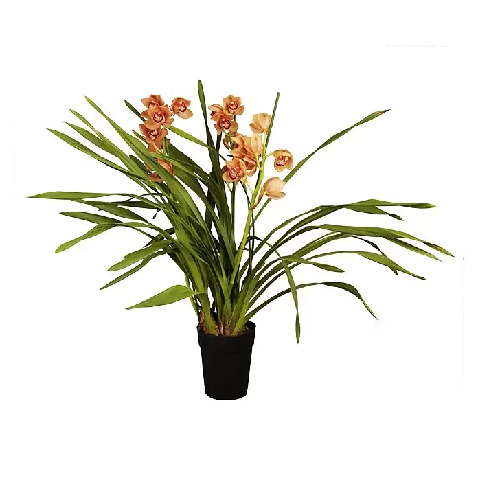 Piardino Kahnorchidee - Cymbidium in Sorten, Topfgröße: 14 cm - Vorderansicht