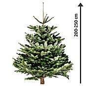 Piardino Nordmanntanne (200 - 250 cm, Weihnachtsbaum, Gesägt)