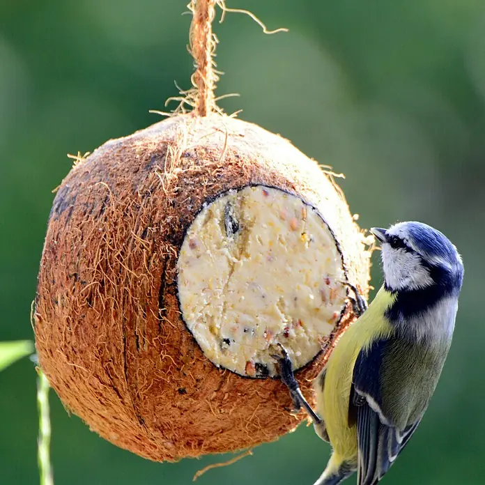 Dobar Wildvogelfutter Mix - 6 Stk. - Blaumeise pickt Futter aus einem Kokosnuss-Vogelfutterspender mit Samen, aufgehängt an einer Kordel vor einem verschwommenen grünen Hintergrund.