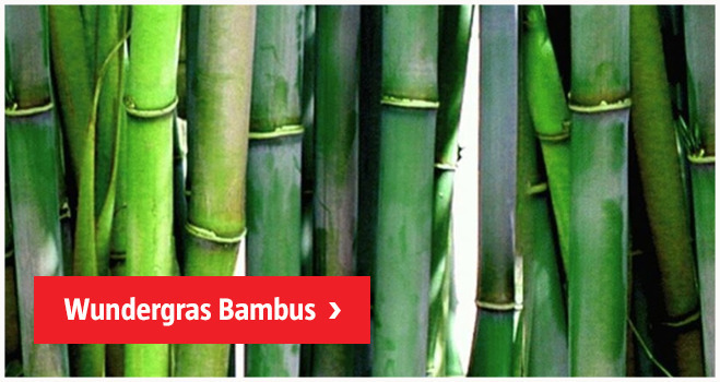 Wundergras Bambus