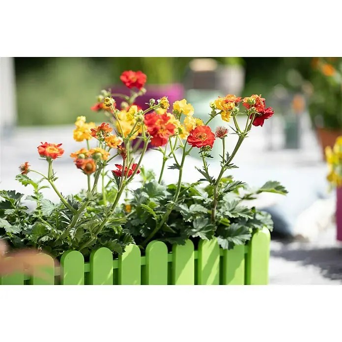 Piardino Staude NelkenwurzGeum coccineum, Topfgröße: 13 cm - Ein grüner Blumenkasten mit bunten Blumen in Rot- und Gelbtönen, der eine fröhliche und lebendige Atmosphäre schafft.