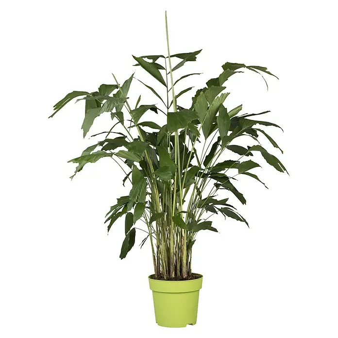 Piardino Fischschwanzpalme - Caryota mitis, Topfgröße: 24 cm - Zimmerpflanze: Eine prächtige Fishtail-Palme (Caryota) in einem leuchtend grünen Topf, perfekt für die Dekoration von Innenräumen.