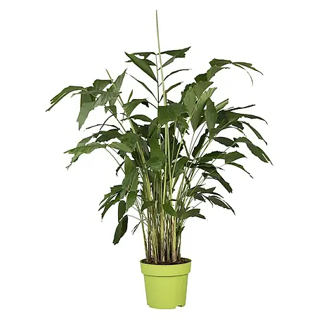 Piardino  Fischschwanzpalme