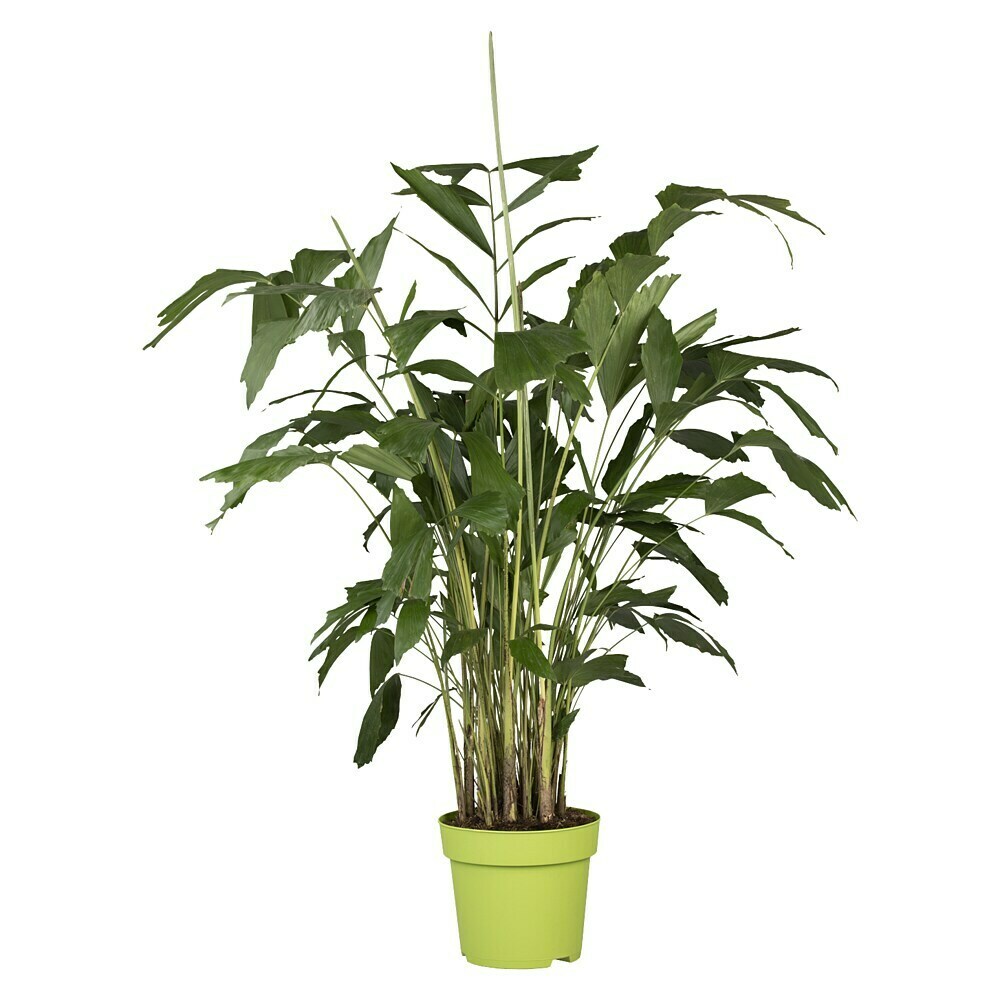 Piardino Fischschwanzpalme - Caryota mitis, Topfgre: 24 cm online kaufen  bei BAUHAUS