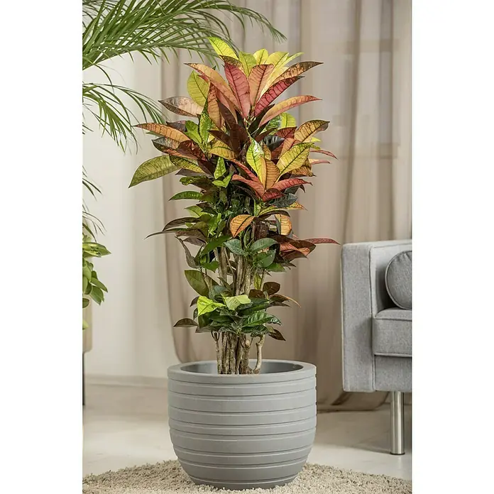 Piardino Kroton XXL - Codiaeum variegatum 'Mrs. Iceton', Topfgröße: 27 cm - Zimmerpflanze mit bunten Blättern in einem gerillten, grauen Topf, der auf einem Teppich steht und eine gemütliche Raumatmosphäre schafft.