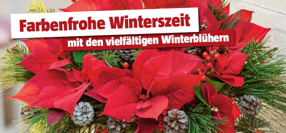 Winterblühe