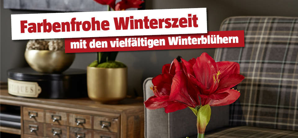 Winterblühe