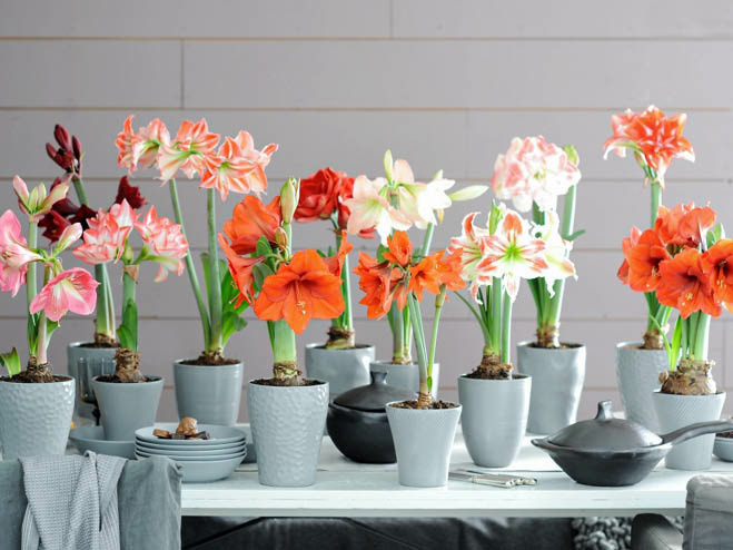 Amaryllis