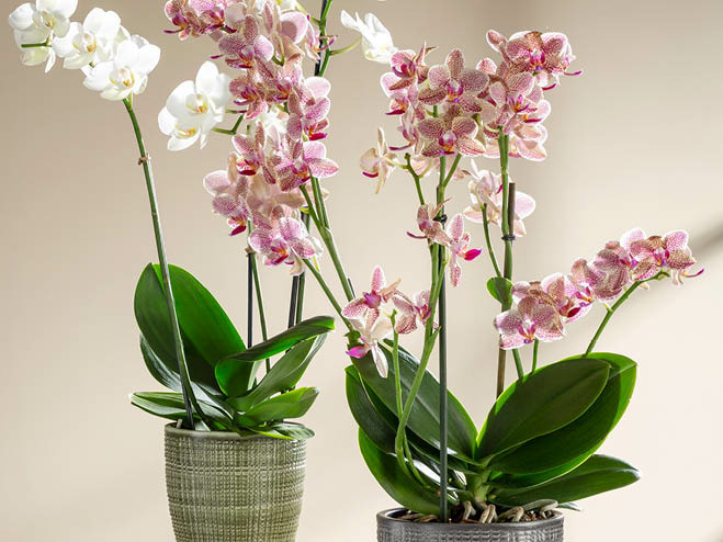 Orchideen