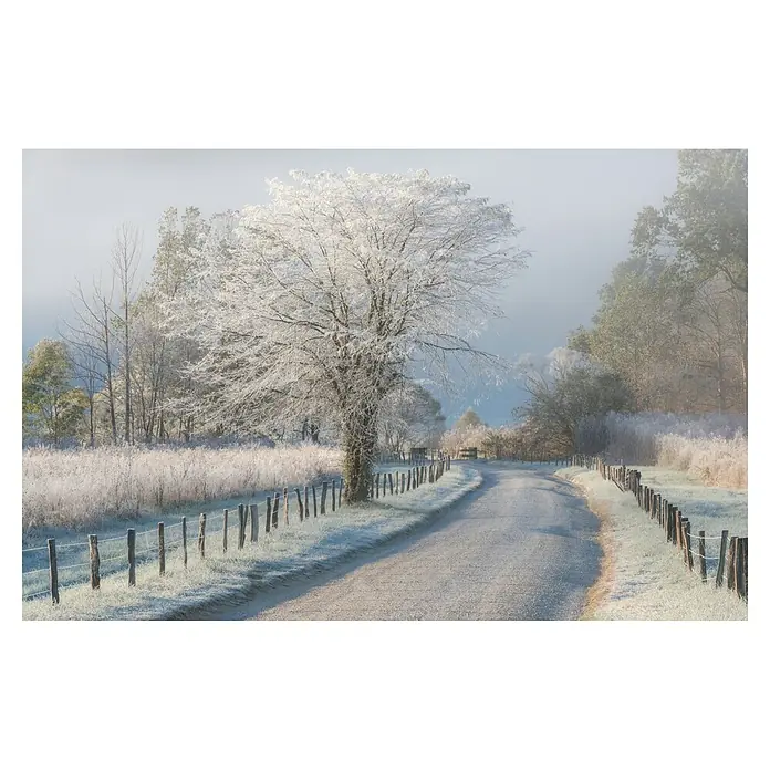 Papermoon Premium collection Fototapete Ein frostiger Morgen - B x H: 200 x 149 cm, Vlies - Verschneiter Baum am Straßenrand im Winternebel, malerische Winterlandschaft mit frostbedeckten Feldern und Zäunen.