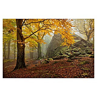 Papermoon Premium collection Fototapete Herbstwald (B x H: 200 x 149 cm, Vlies)