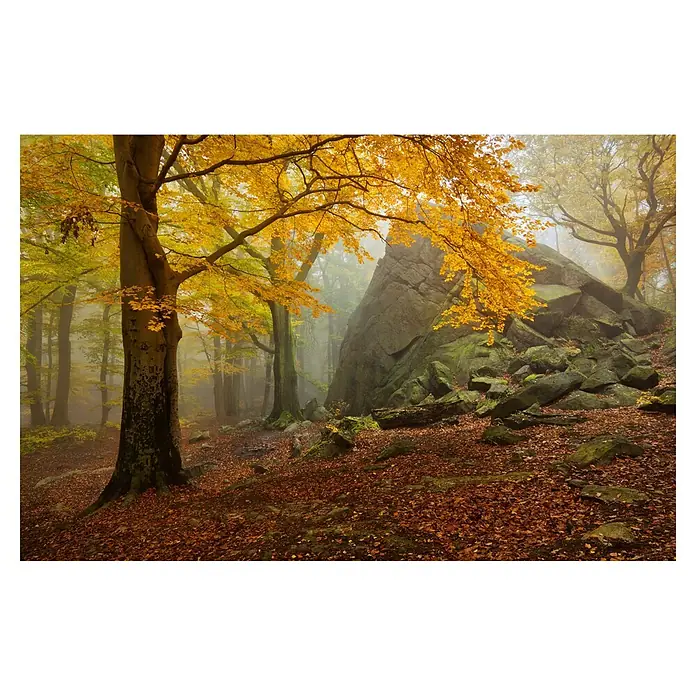 Papermoon Premium collection Fototapete Herbstwald - B x H: 300 x 223 cm, Vlies - Herbstliche Waldszene mit Baum im Vordergrund und Felsen im Hintergrund, goldenes Laub erhellt die Szene.