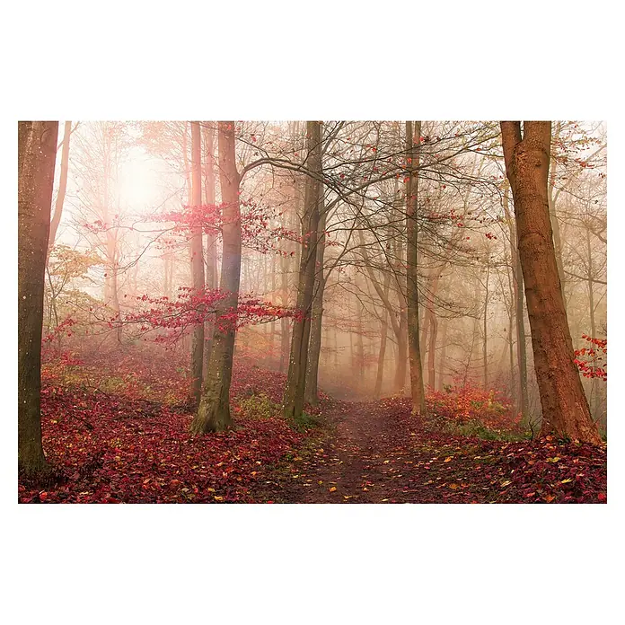 Papermoon Premium collection Fototapete Waldszene November - B x H: 350 x 260 cm, Vlies - Ein nebliger Waldweg im Herbst, umgeben von Bäumen und rotem Laub, erzeugt eine ruhige, malerische Szene.