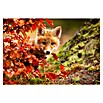 Papermoon Premium collection Fototapete Fuchs (B x H: 300 x 223 cm, Vlies) | BAUHAUS