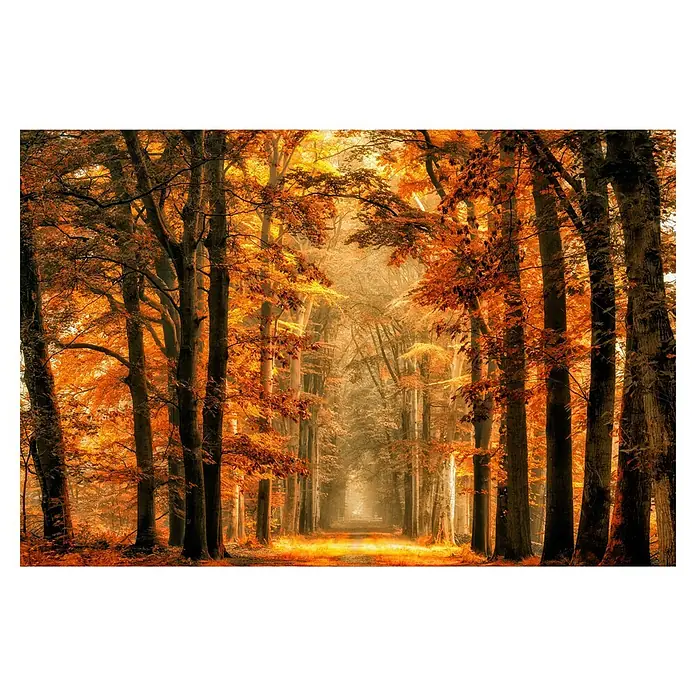 Papermoon Premium collection Fototapete Beenden Sieportal - B x H: 450 x 280 cm, Vlies - Herbstwaldweg mit leuchtend orangefarbenen Blättern an den Bäumen, die eine warme und einladende Atmosphäre schaffen.