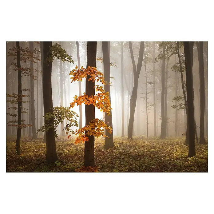 Papermoon Premium collection Fototapete Im November - B x H: 300 x 223 cm, Vlies - Nebelverhangener Wald im Herbst, mit Bäumen und bunten Blättern, die eine malerische und stimmungsvolle Atmosphäre erzeugen.