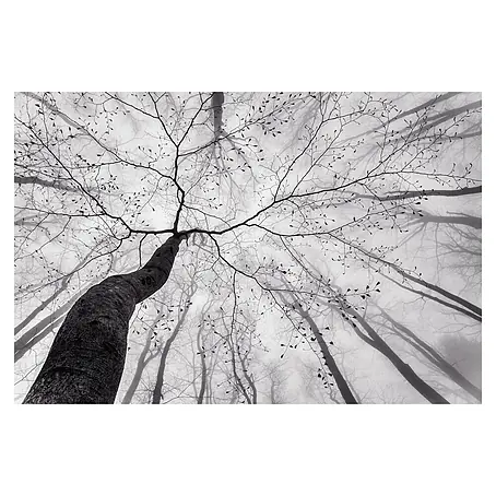 Papermoon Premium collection Fototapete Waldblick nach oben