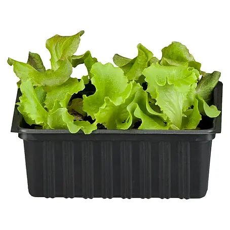Kopfsalat Grazer Krauthäuptel