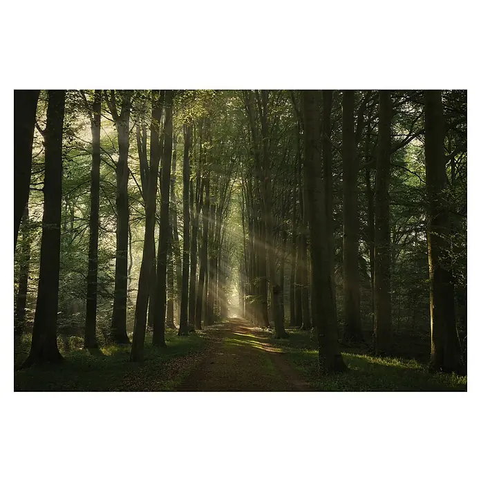 Papermoon Premium collection Fototapete Sonnenstrahlen im Wald - B x H: 250 x 186 cm, Vlies - Weg durch einen Wald, hohe Bäume und Sonnenstrahlen erzeugen eine mystische Atmosphäre. Der Fokus liegt auf der natürlichen Schönheit des Waldes.