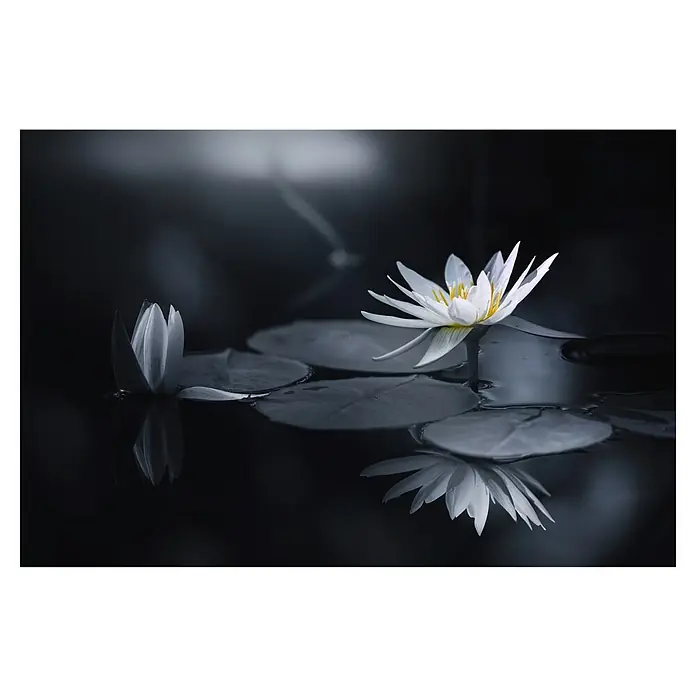 Papermoon Premium collection Fototapete Betrachtung - B x H: 500 x 280 cm, Vlies - Ruhige Aufnahme von zwei weißen Seerosen mit gelben Akzenten, die auf dunklem Wasser mit Seerosenblättern schwimmen. Die Blumen spiegeln sich sanft im Wasser.