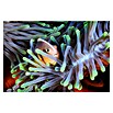 Papermoon Premium collection Fototapete Clownfisch (B x H: 350 x 260 cm, Vlies) | BAUHAUS