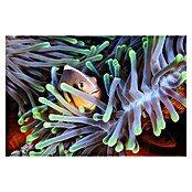 Papermoon Premium collection Fototapete Clownfisch (B x H: 450 x 280 cm, Vlies) | BAUHAUS
