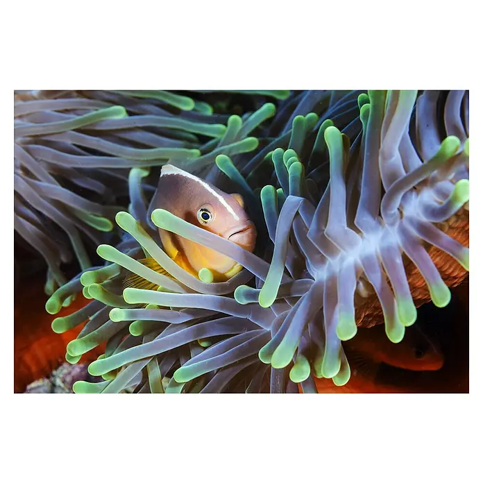 Papermoon Premium collection Fototapete Clownfisch - B x H: 450 x 280 cm, Vlies - Clownfisch, der zwischen den Tentakeln einer leuchtenden Seeanemone hervorlugt, ein schönes Unterwasserbild.