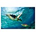 Papermoon Premium collection Fototapete Schildkröten unter Wasser 