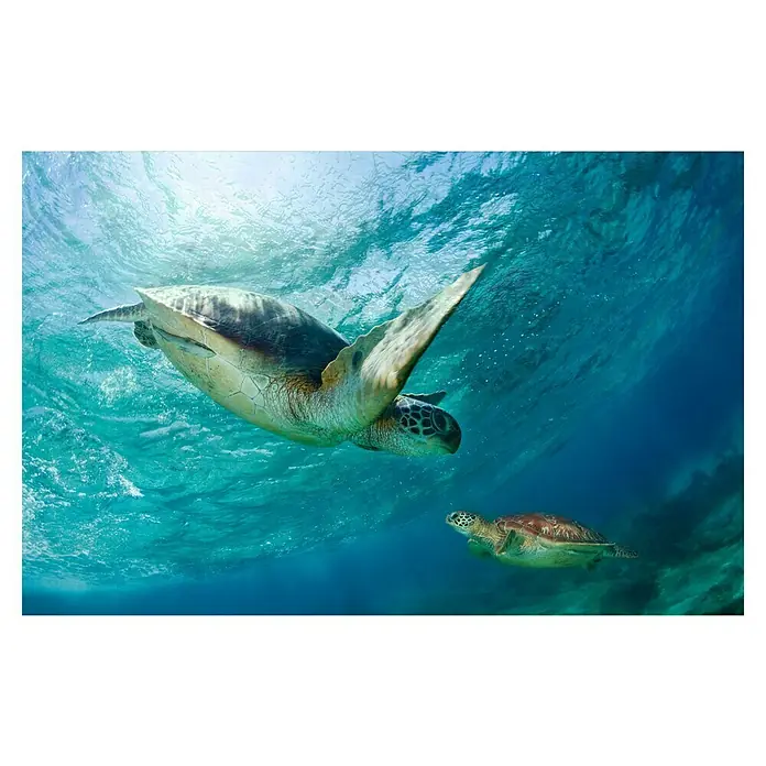 Papermoon Premium collection Fototapete Schildkröten unter Wasser - B x H: 250 x 186 cm, Vlies - Unterwasseraufnahme zweier Meeresschildkröten, die friedlich im türkisfarbenen Wasser schwimmen, wobei das Sonnenlicht die Meeresoberfläche durchdringt.