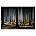 Papermoon Premium collection Fototapete Mystischer Wald 