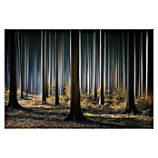 Papermoon Premium collection Fototapete Mystischer Wald (B x H: 350 x 260 cm, Vlies) | BAUHAUS