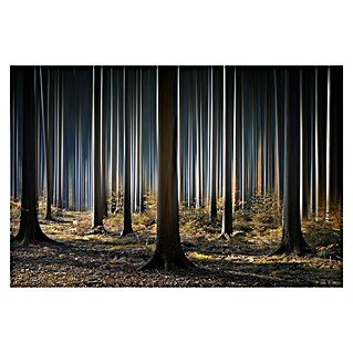 Papermoon Premium collection Fototapete Mystischer Wald (B x H: 350 x 260 cm, Vlies)