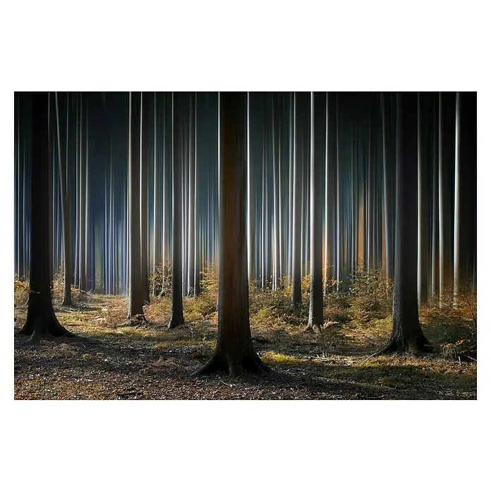 Papermoon Premium collection Fototapete Mystischer Wald - B x H: 200 x 149 cm, Vlies - Der Wald mit Bäumen bietet eine ruhige Atmosphäre und lädt zum Spaziergang ein. Mystische Atmosphäre in der Natur.