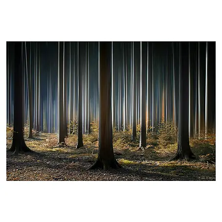 Papermoon Premium collection Fototapete Mystischer Wald