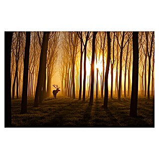 Papermoon Premium collection Fototapete Elch im Wald (B x H: 350 x 260 cm, Vlies)