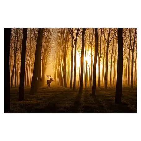 Papermoon Premium collection Fototapete Elch im Wald