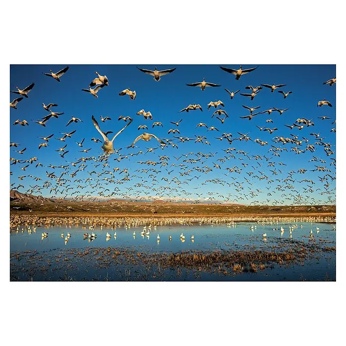 Papermoon Premium collection Fototapete Legion Von Flügeln - B x H: 250 x 186 cm, Vlies - Ein beeindruckendes Bild von Tausenden von Schneegänsen, die über einen See mit Reflexionen und eine weite Landschaft fliegen.