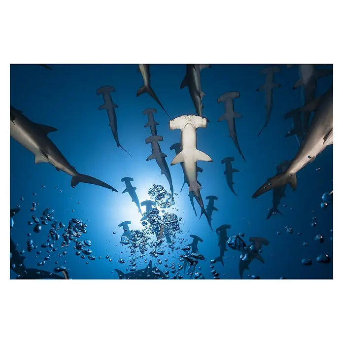 Papermoon Premium collection Fototapete Hammerhai - B x H: 250 x 186 cm, Vlies - Unterwasseraufnahme von Hammerhaien, die im Ozean schwimmen, mit Sonnenlicht, das durch die Wasseroberfläche dringt.